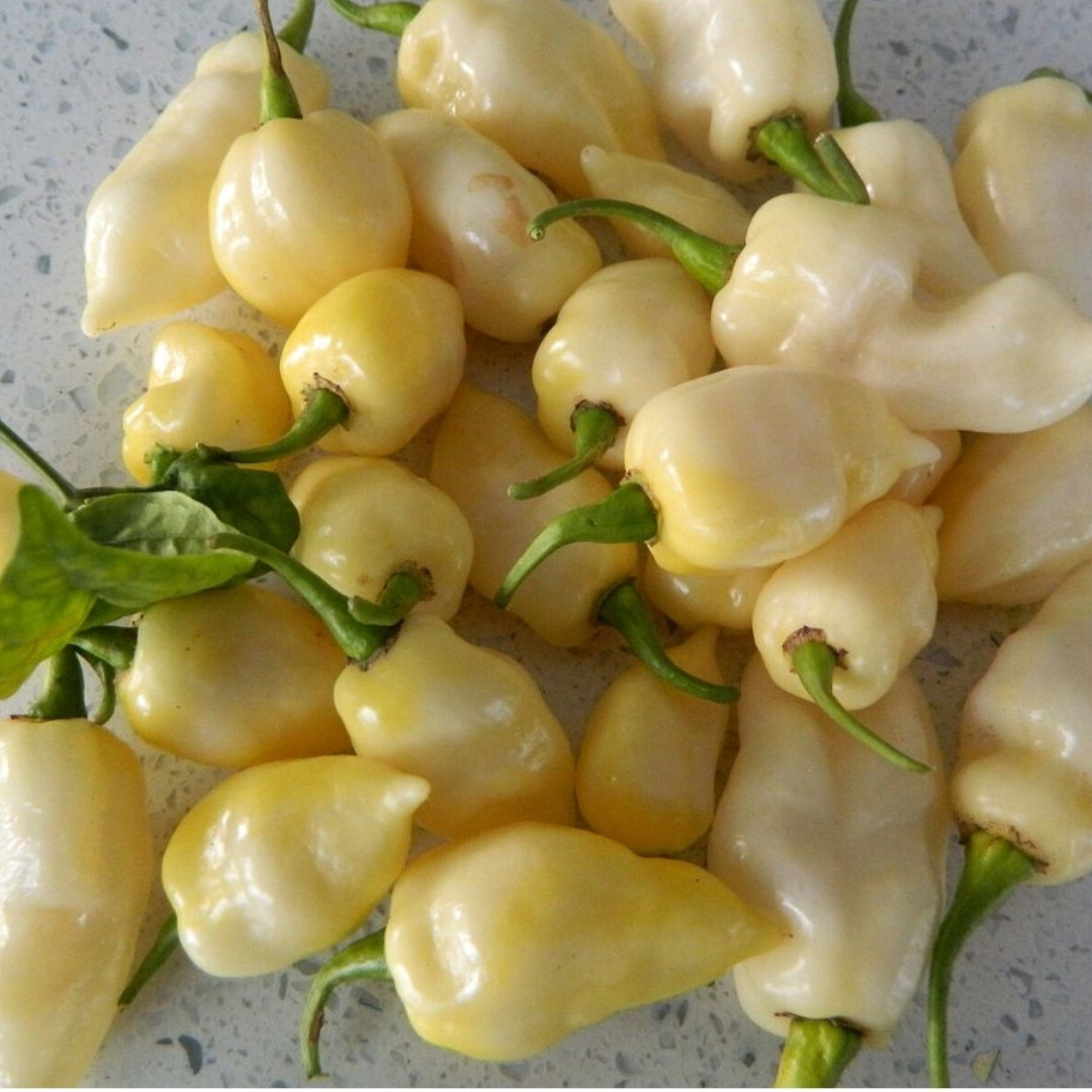 Hot Pepper Seeds Fatalii White - 5