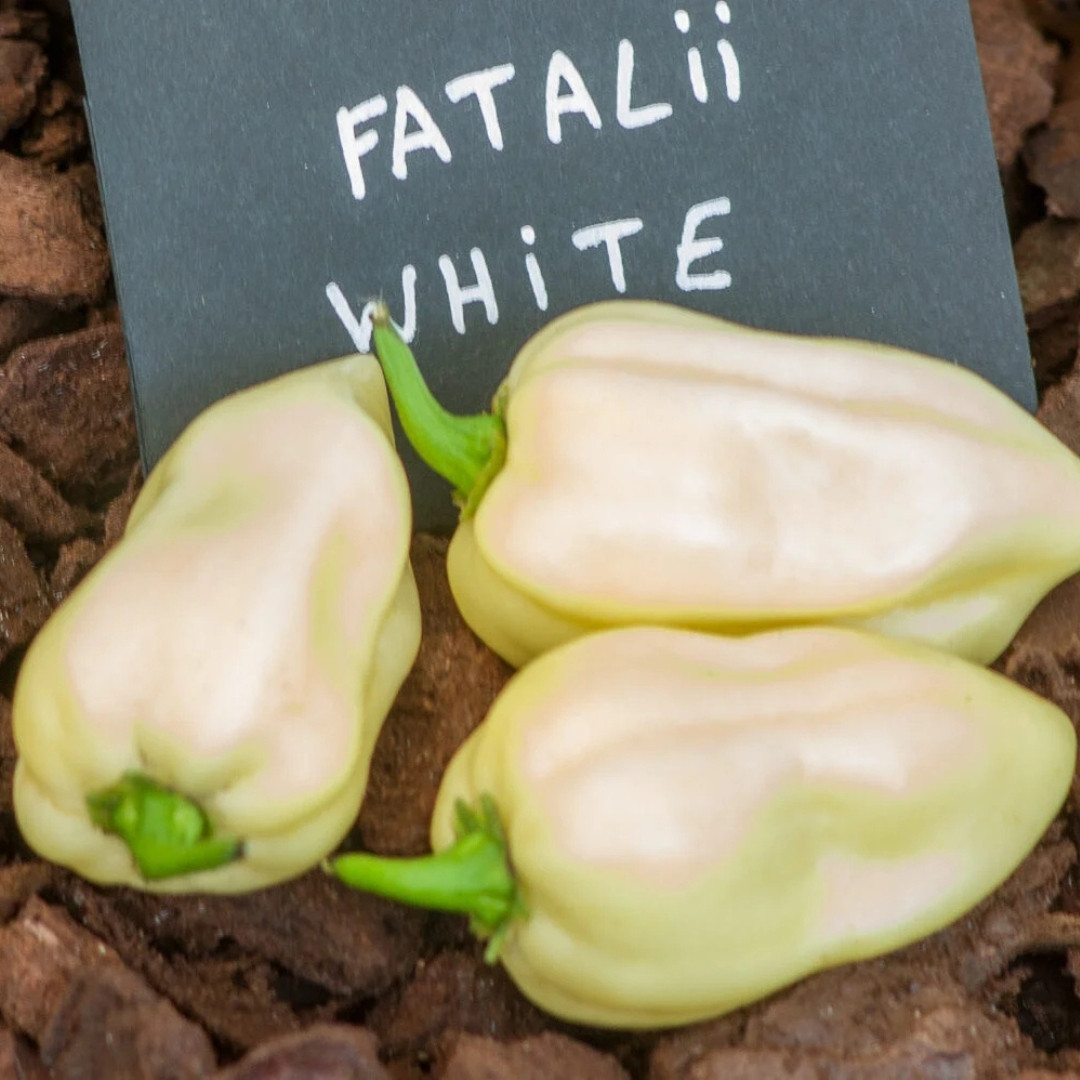 Hot Pepper Seeds Fatalii White - 5