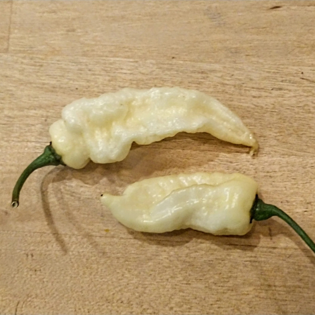 Hot Pepper Seeds Fatalii White - 5