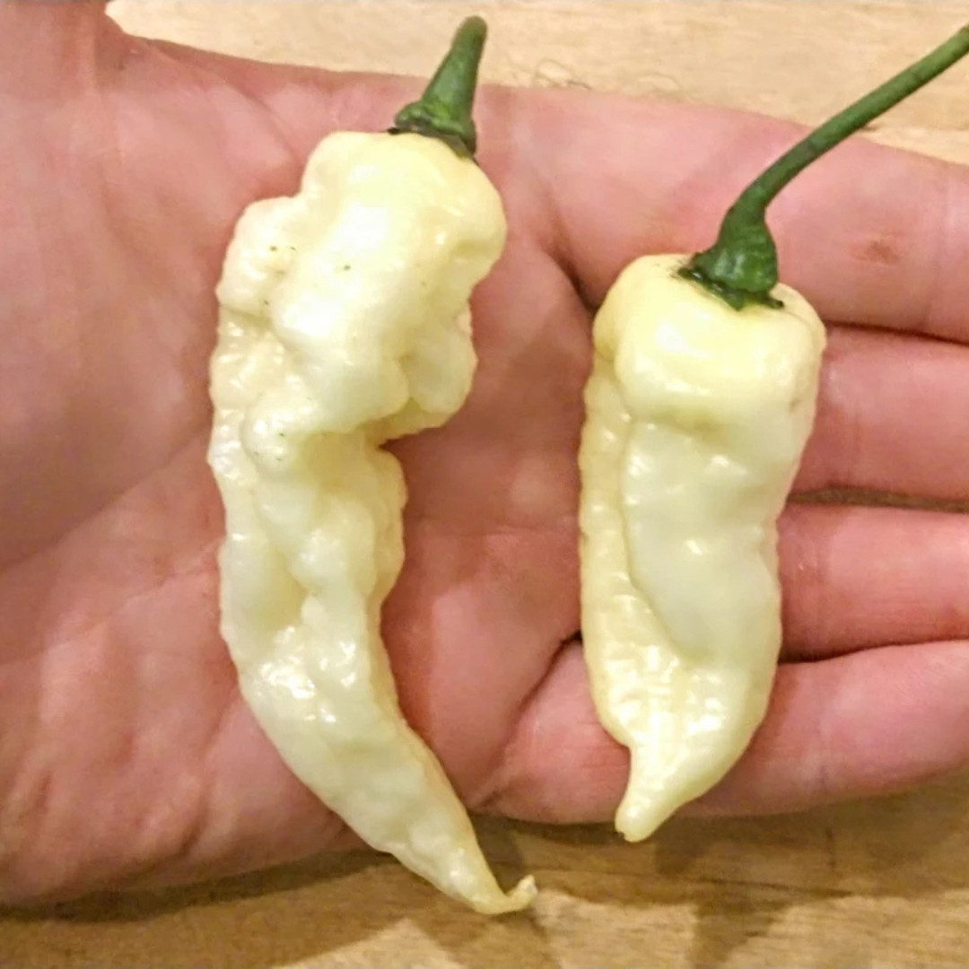 Hot Pepper Seeds Fatalii White - 5