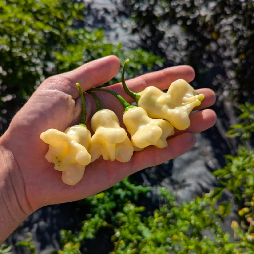 Hot Pepper Seeds Aji White Fantasy - 5