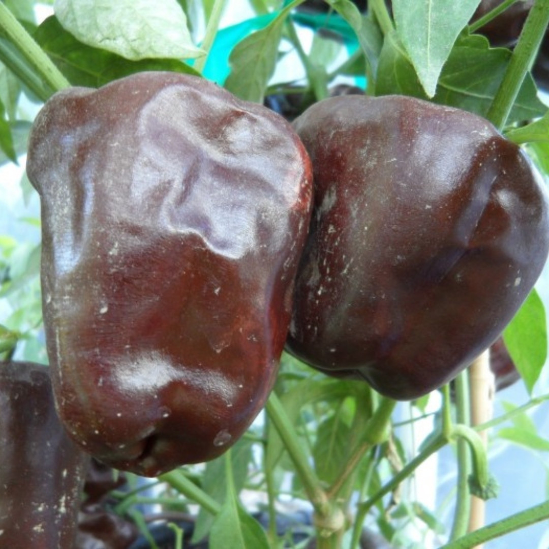 Hot Pepper Seeds Chilhuacle Negro - 5