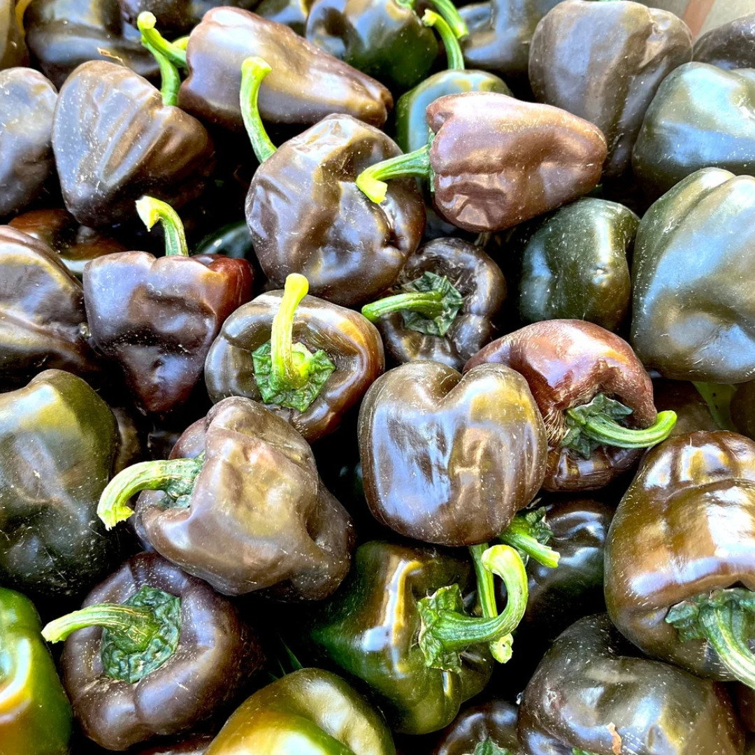 Hot Pepper Seeds Chilhuacle Negro - 5