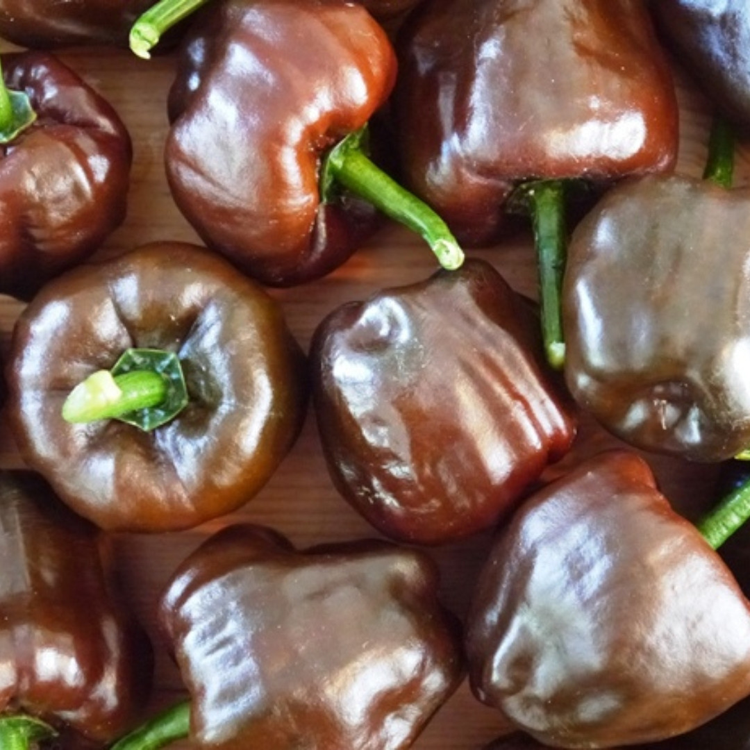 Hot Pepper Seeds Chilhuacle Negro - 5