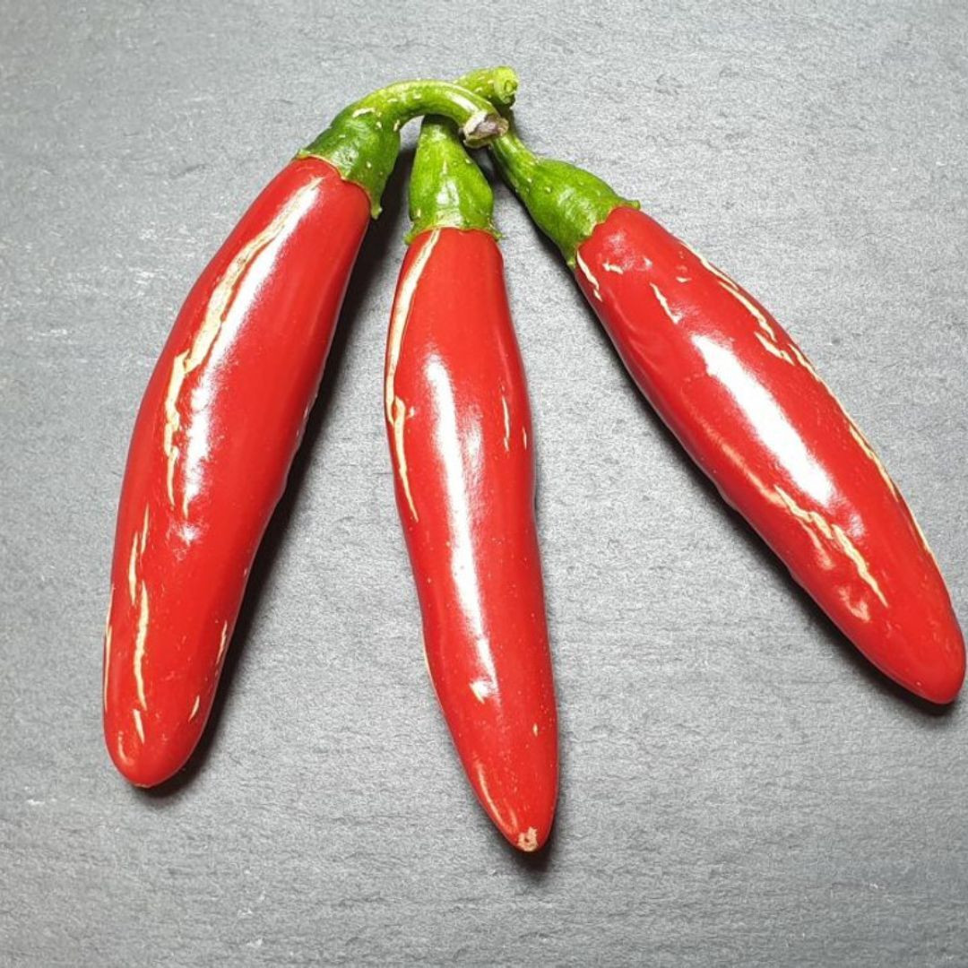 Hot Pepper Seeds UM JI Put - 5