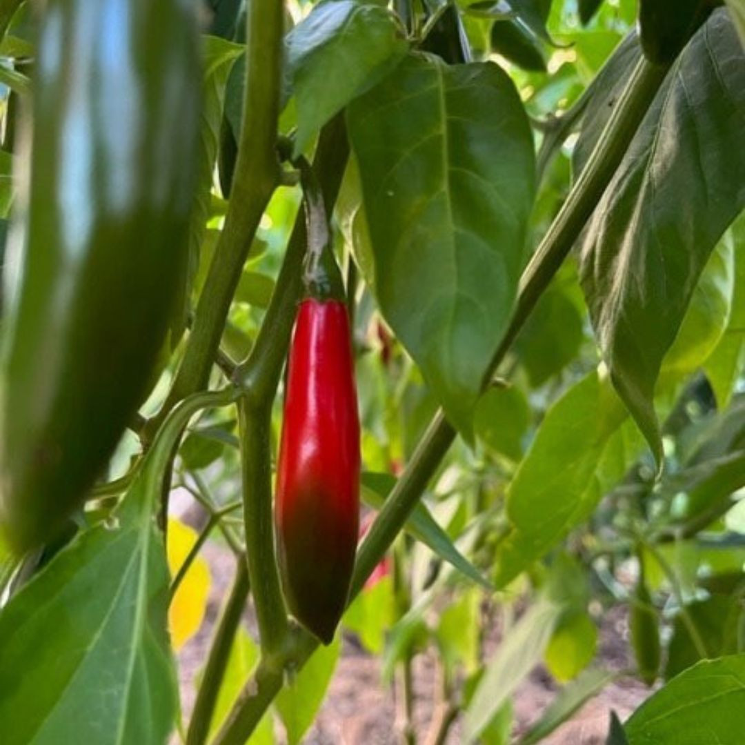 Hot Pepper Seeds UM JI Put - 5