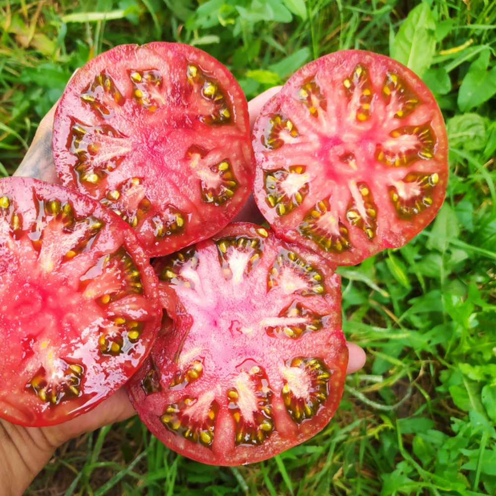 Rainbow Tomato Collection