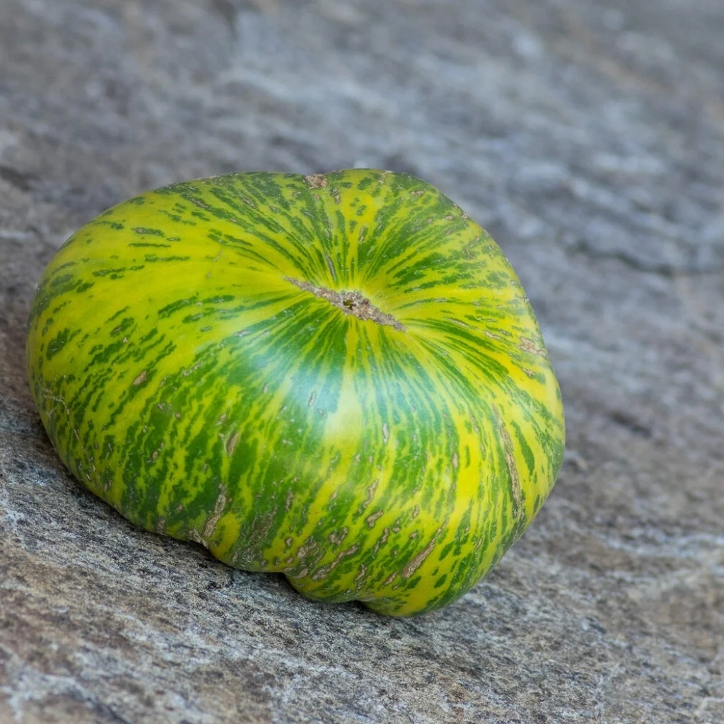 Rainbow Tomato Collection