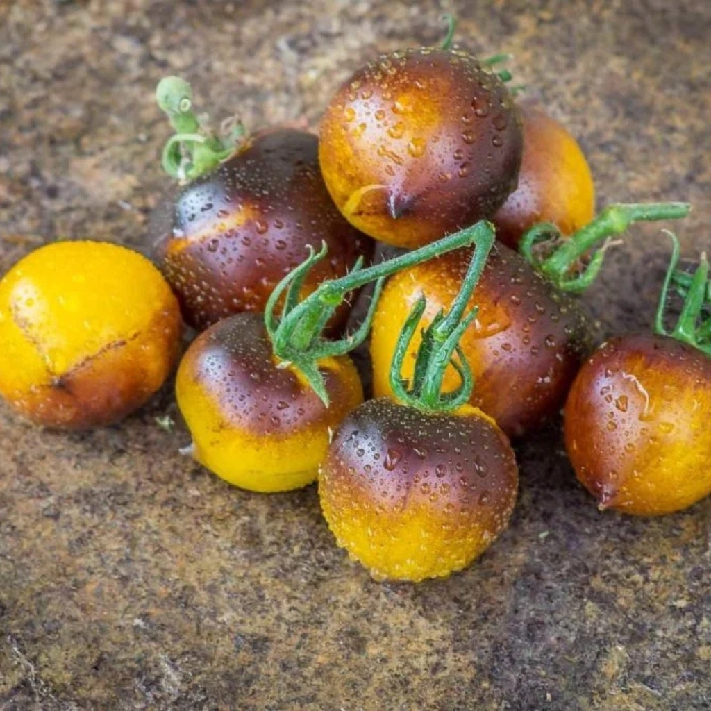 Rainbow Tomato Collection
