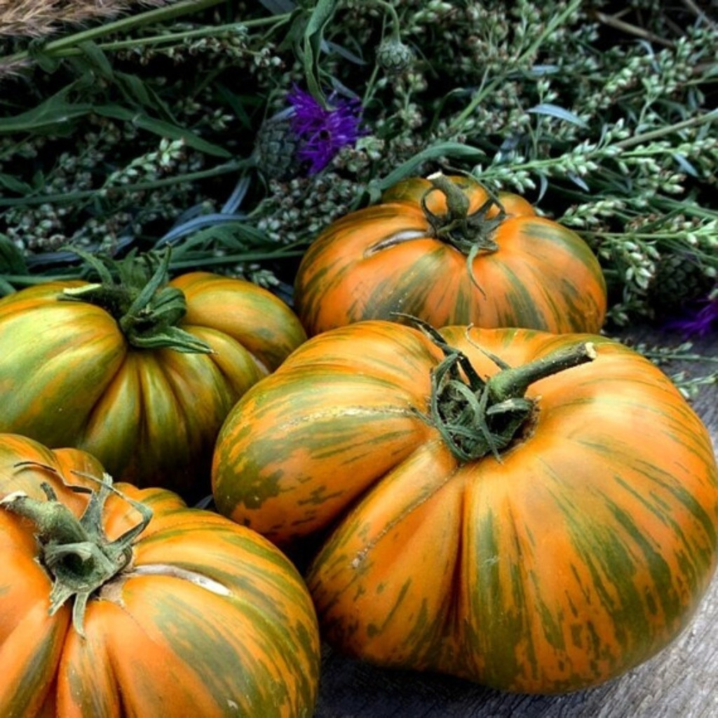 Tomato Set: Kozula Breeder’s Selection