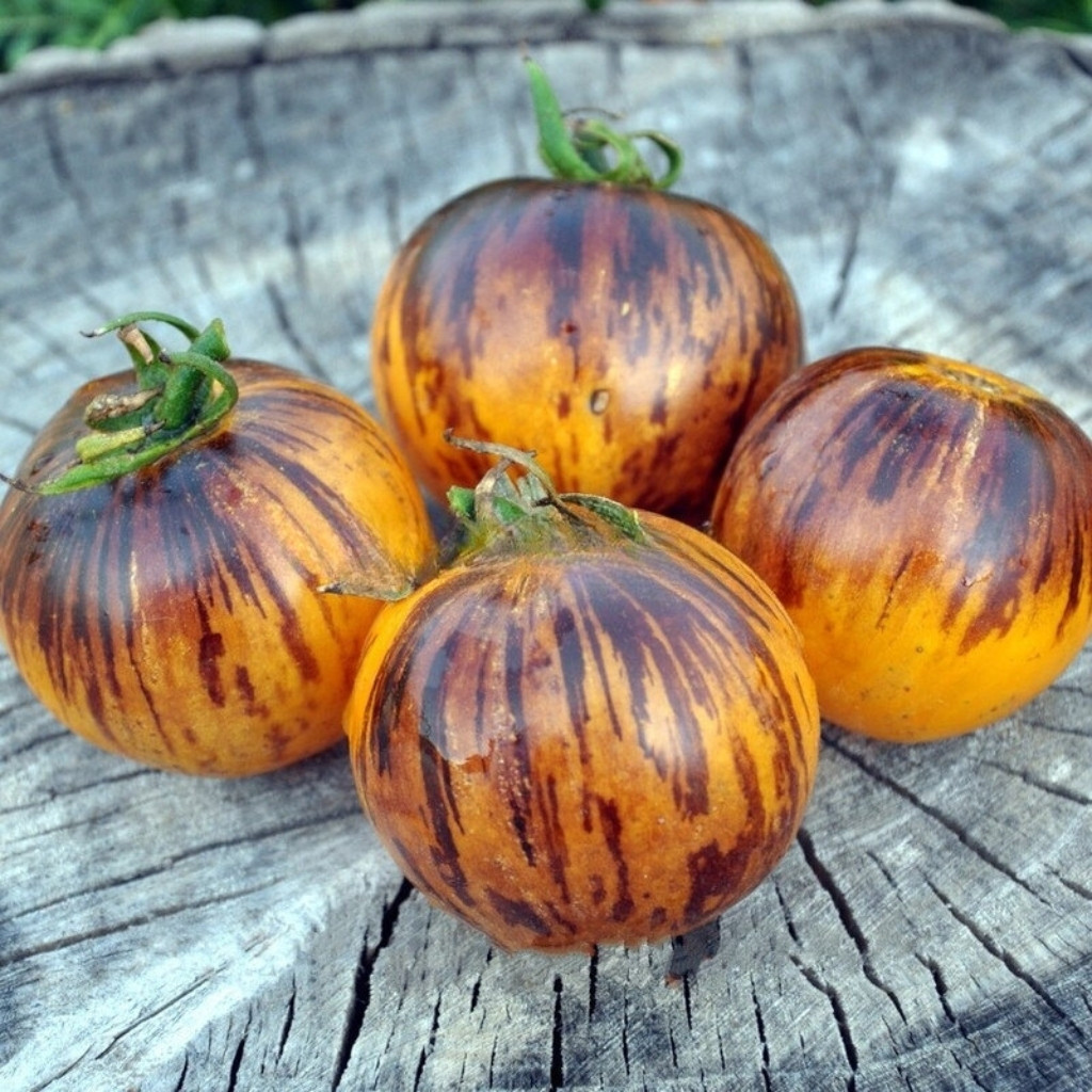 Tomato Exhibition Set