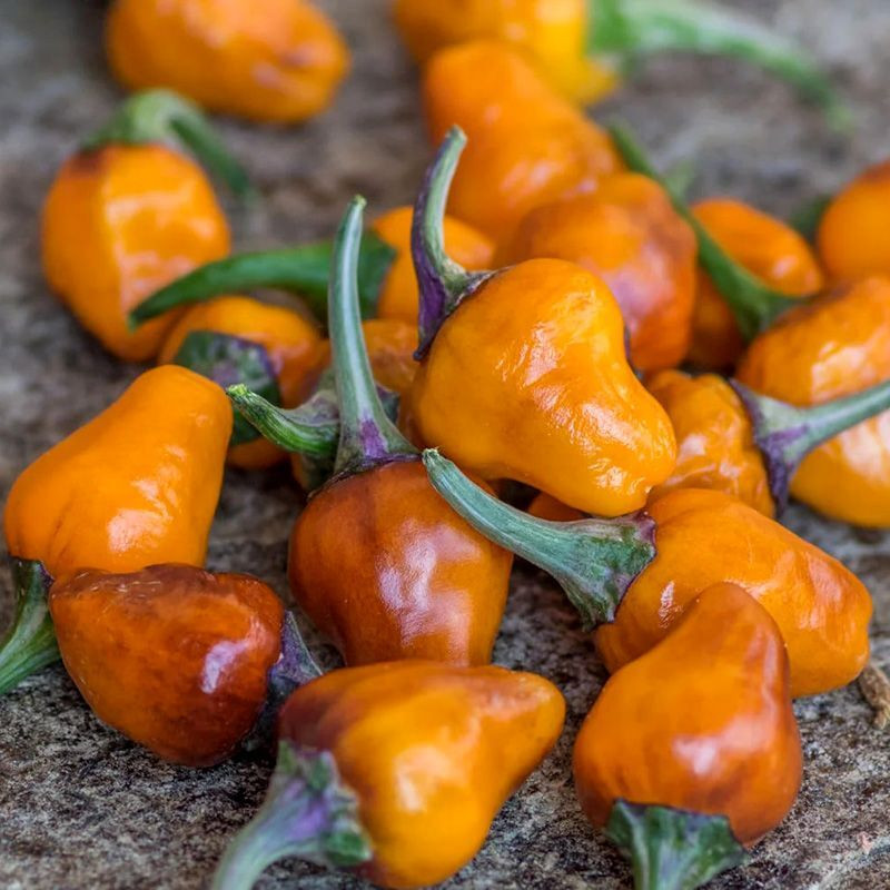 World of Heat: Hot Chili Pepper Collection