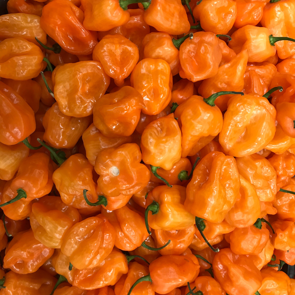 World of Heat: Hot Chili Pepper Collection