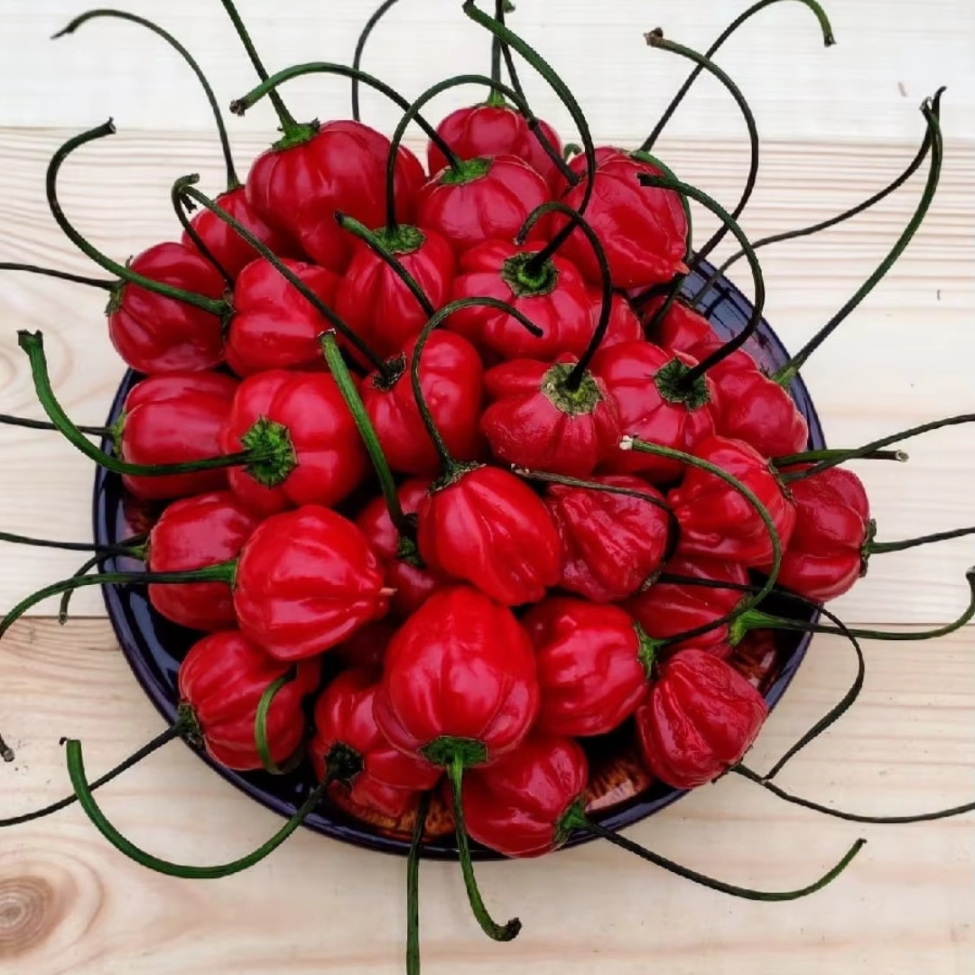 Exotic & Colorful Pepper Set