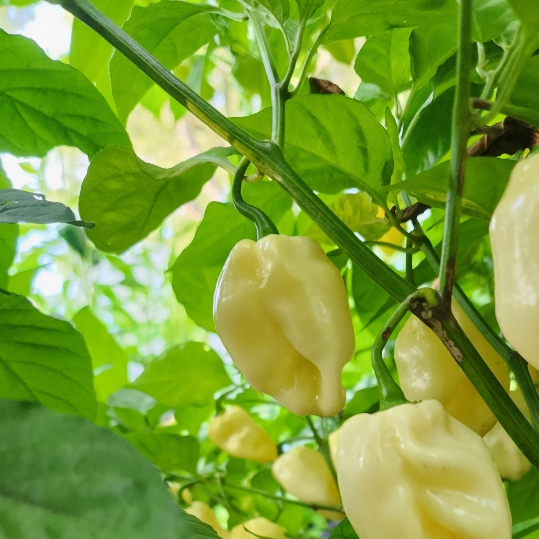 Exotic & Colorful Pepper Set