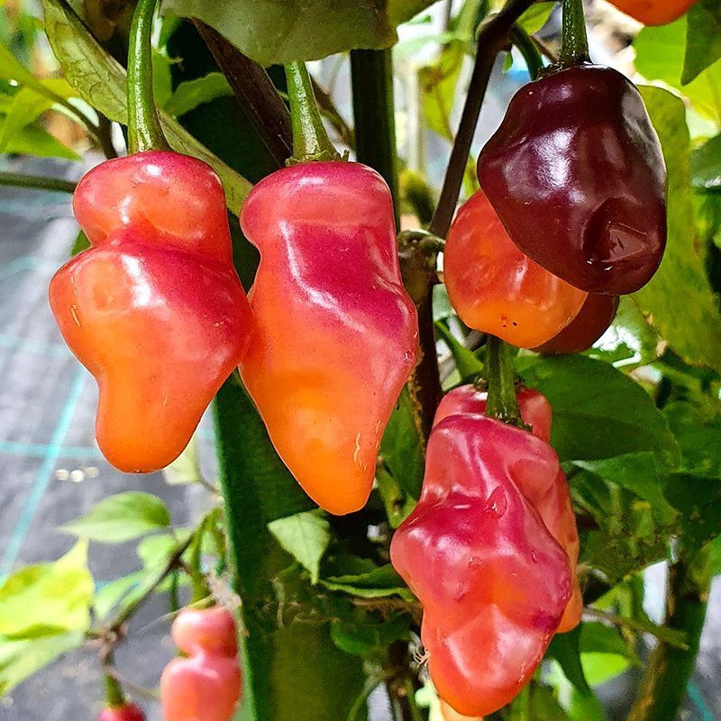 Exotic & Colorful Pepper Set
