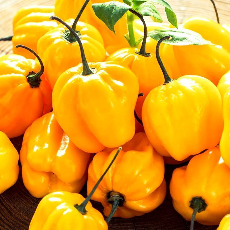 Pepper Odyssey: 91 Varieties from Around the World