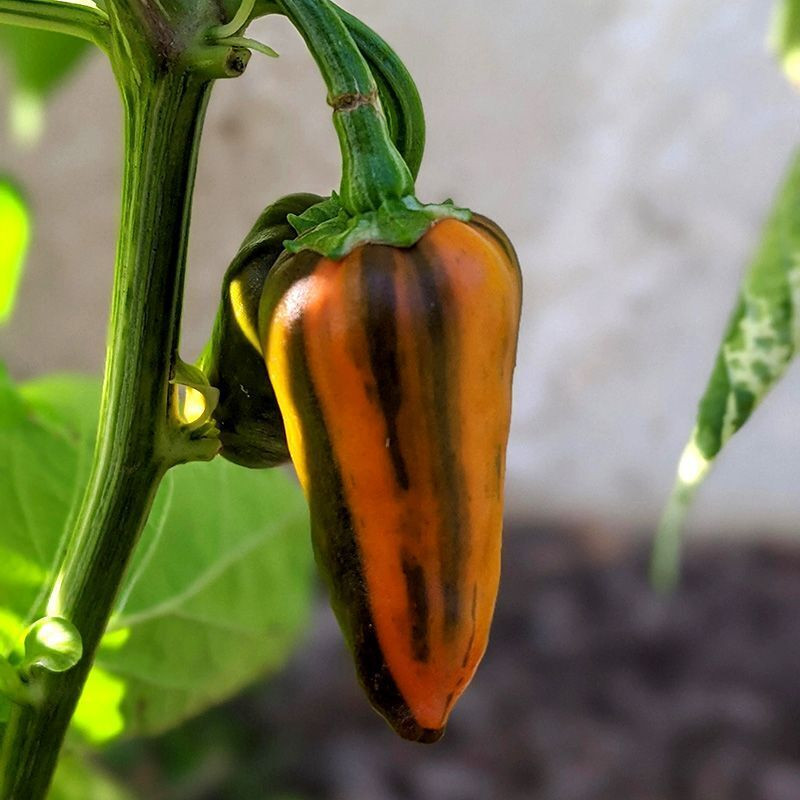 Pepper Odyssey: 91 Varieties from Around the World