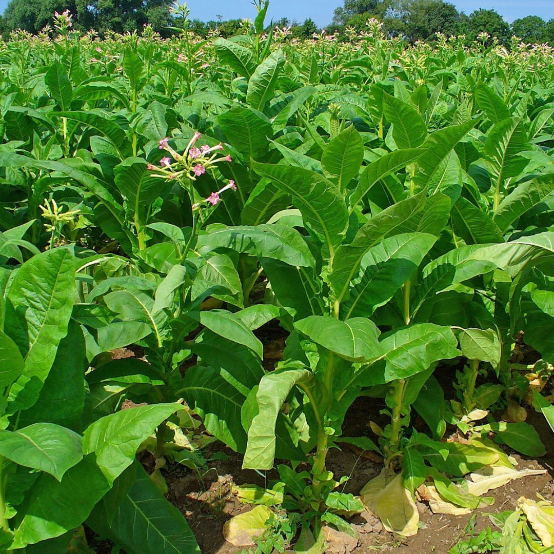 Most Popular Tobacco Seed Collection