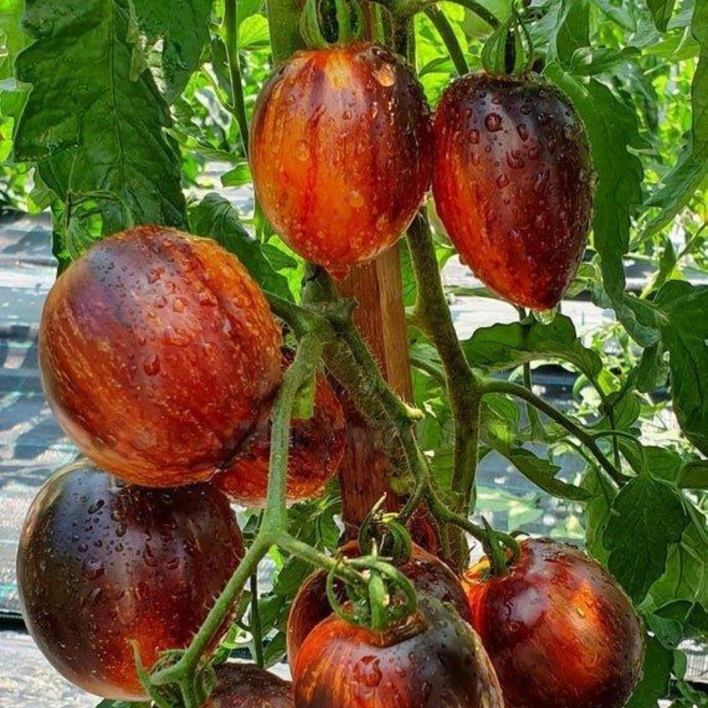 Urban Dwarf Tomato Garden Set