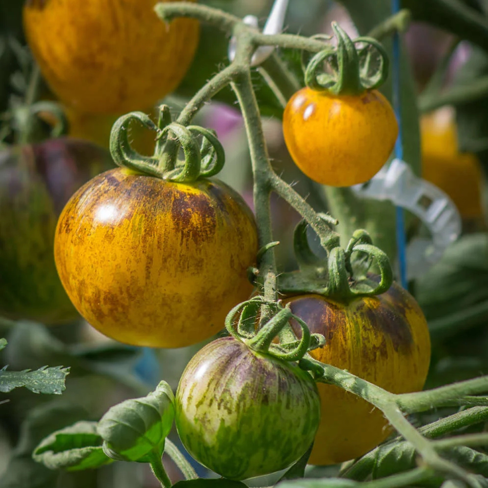 Compact Tomato Jungle Set