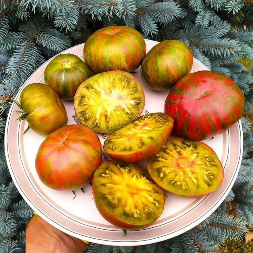 Compact Tomato Jungle Set