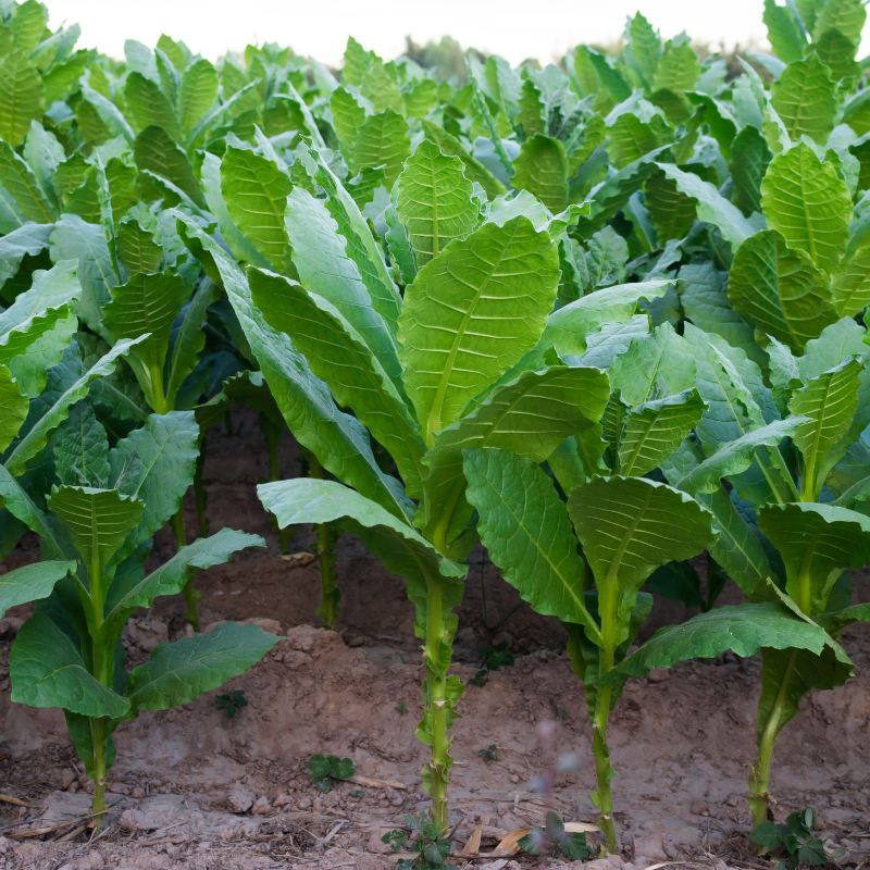 Tobacco seeds Rot Front - 100