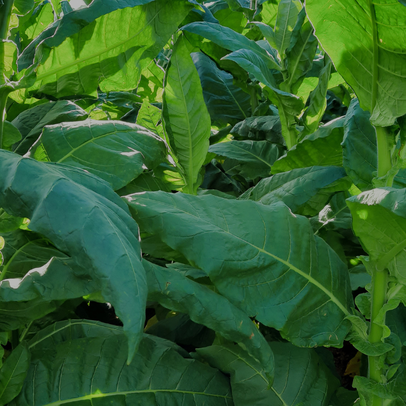 Tobacco seeds Rot Front - 100