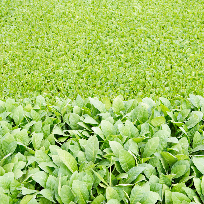 Tobacco seeds Rot Front - 100