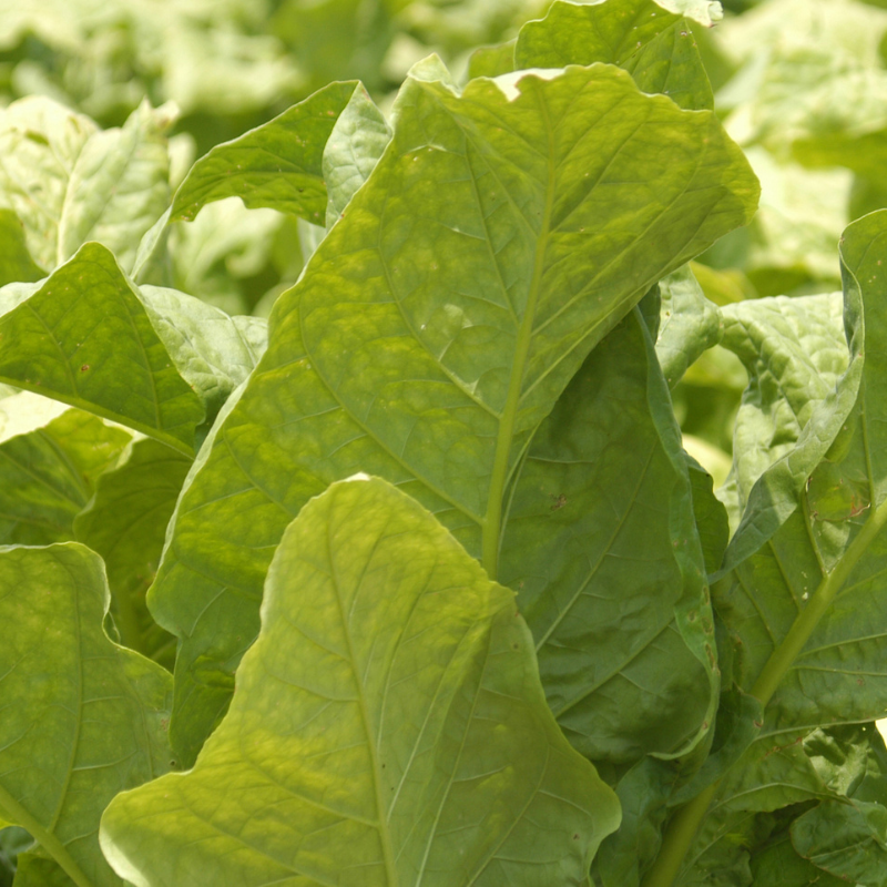 Tobacco seeds Rot Front - 100
