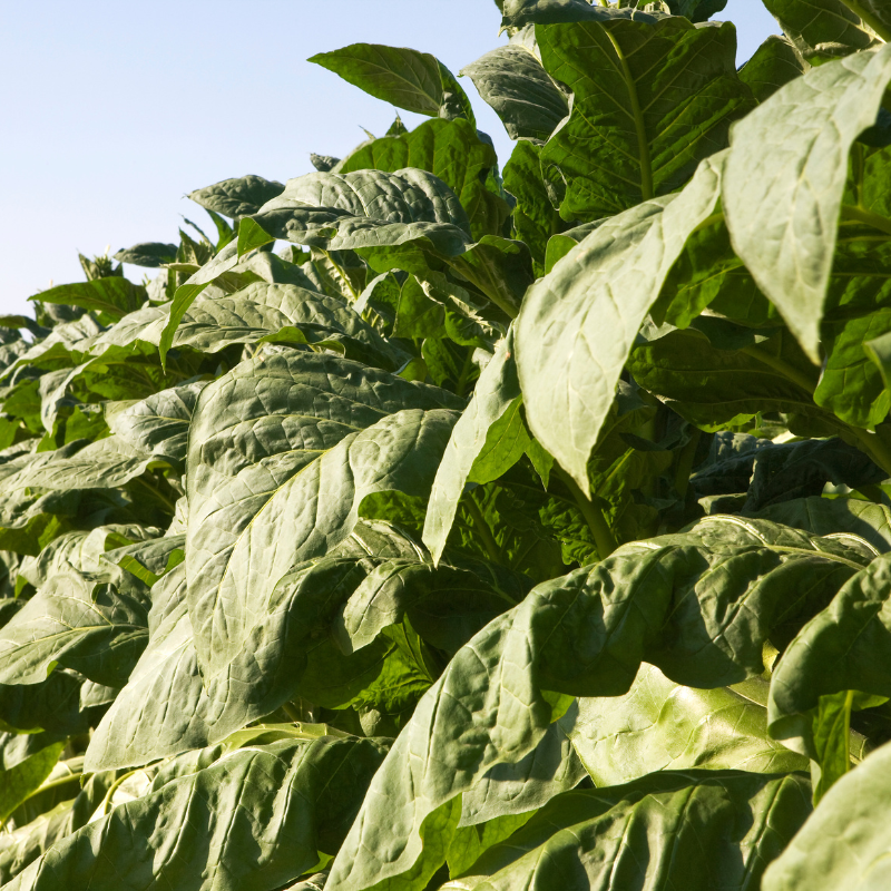 Tobacco seeds Rot Front - 100