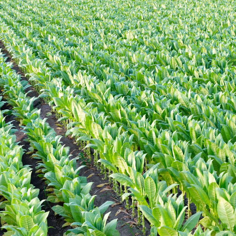 Tobacco seeds Rot Front - 100