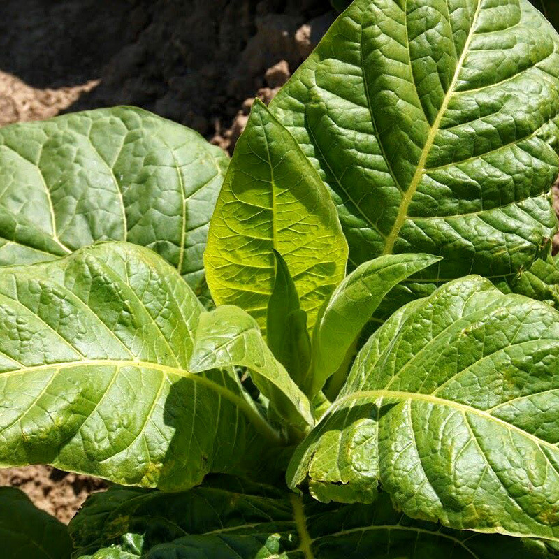 Tobacco seeds Havana 142 - 300