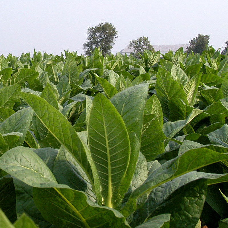 Tobacco seeds Havana 142 - 100