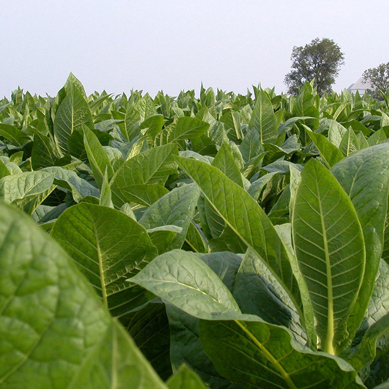 Tobacco seeds Havana 142 - 300