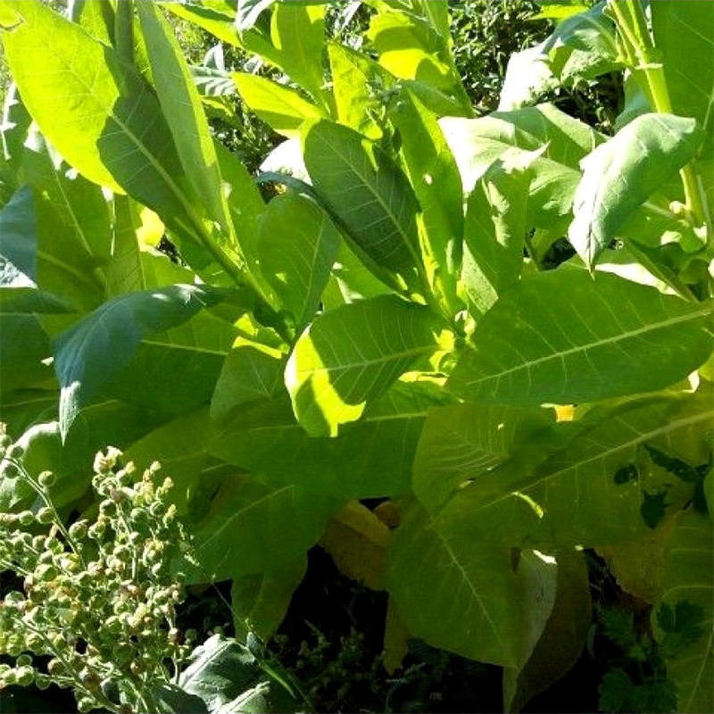 Tobacco seeds Havana 142 - 300