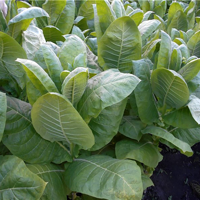 Tobacco seeds Havana 142 - 300