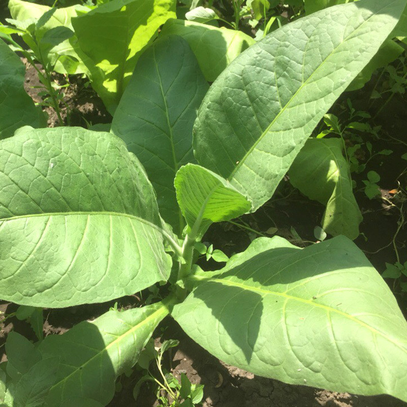 Tobacco seeds Havana 142 - 300