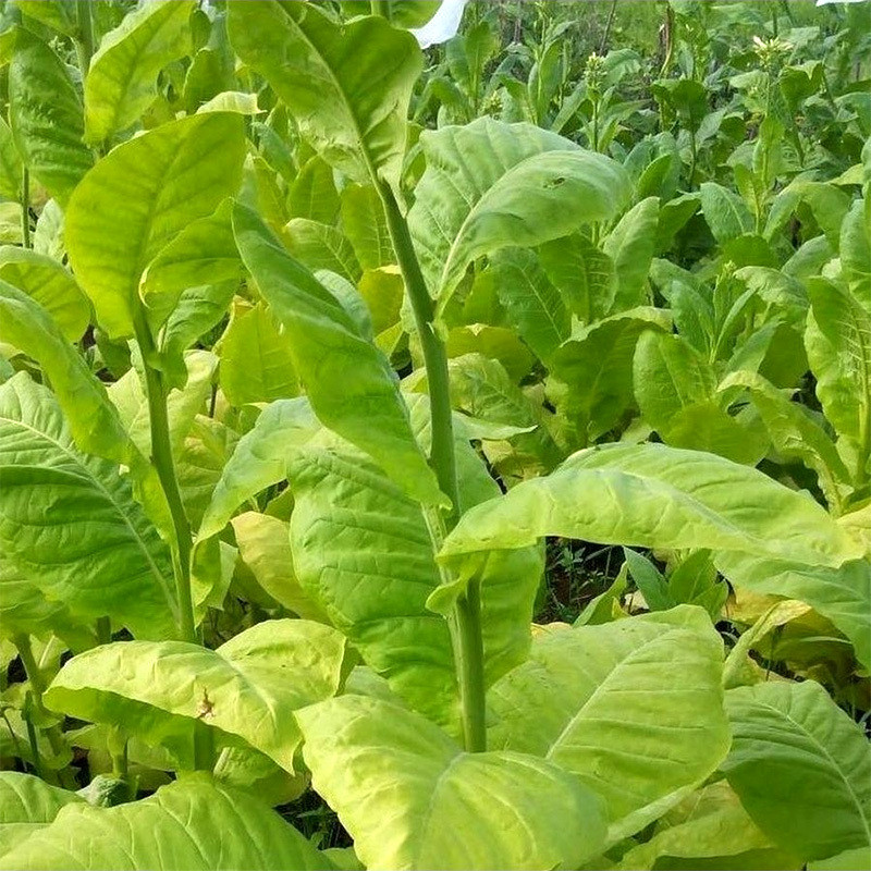 Tobacco seeds Havana 142 - 300