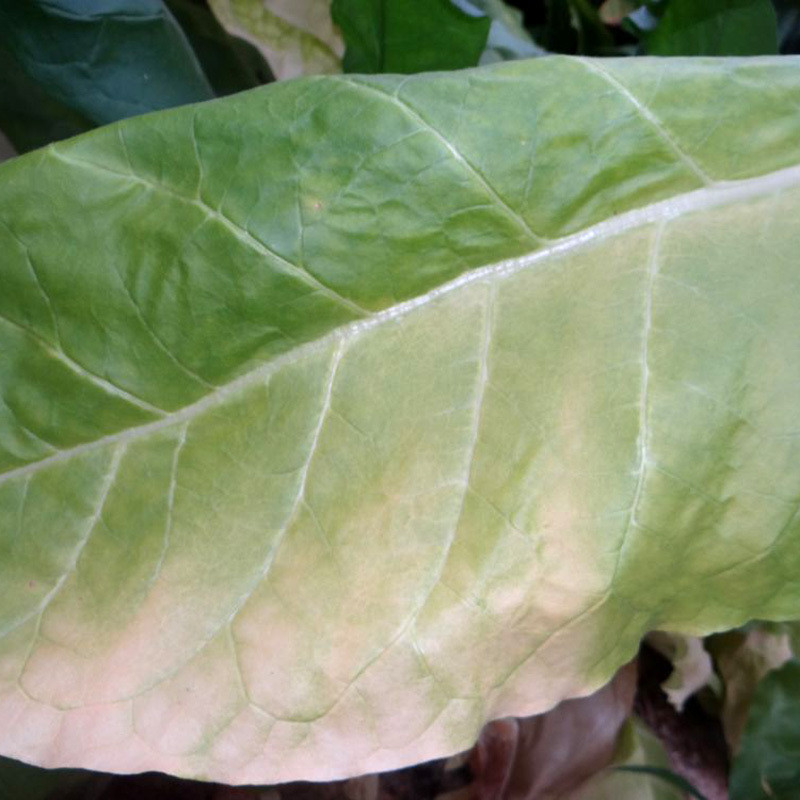 Tobacco seeds Havana 142 - 300