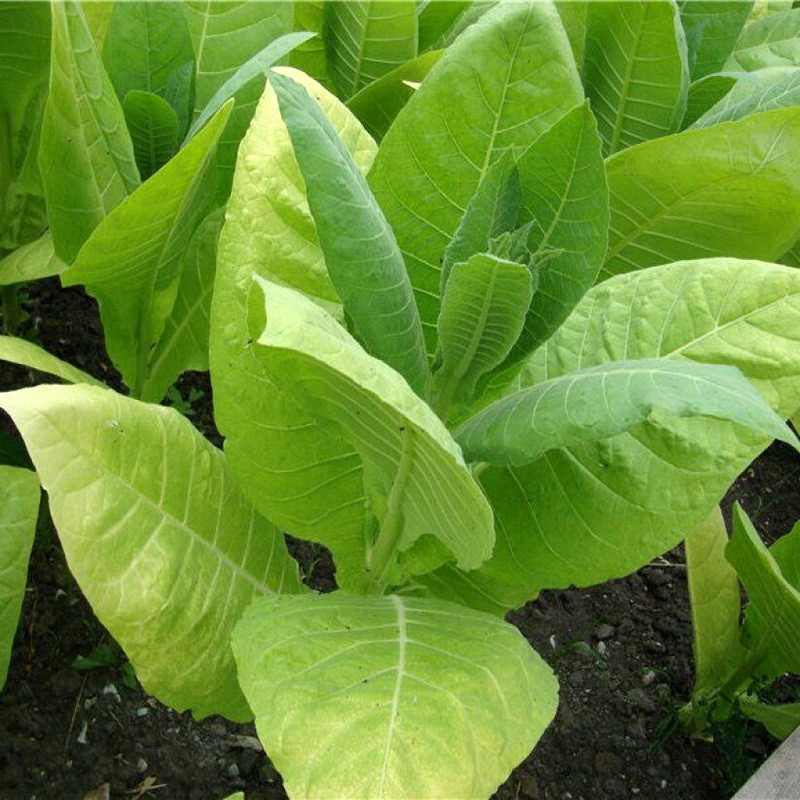 Tobacco seeds Havana 142 - 300