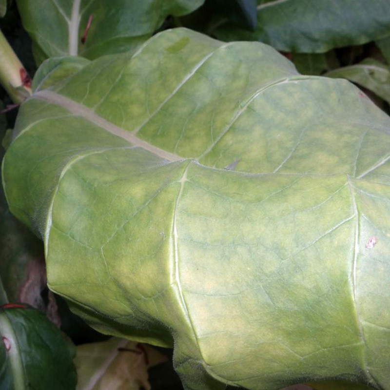 Tobacco seeds Havana 142 - 300