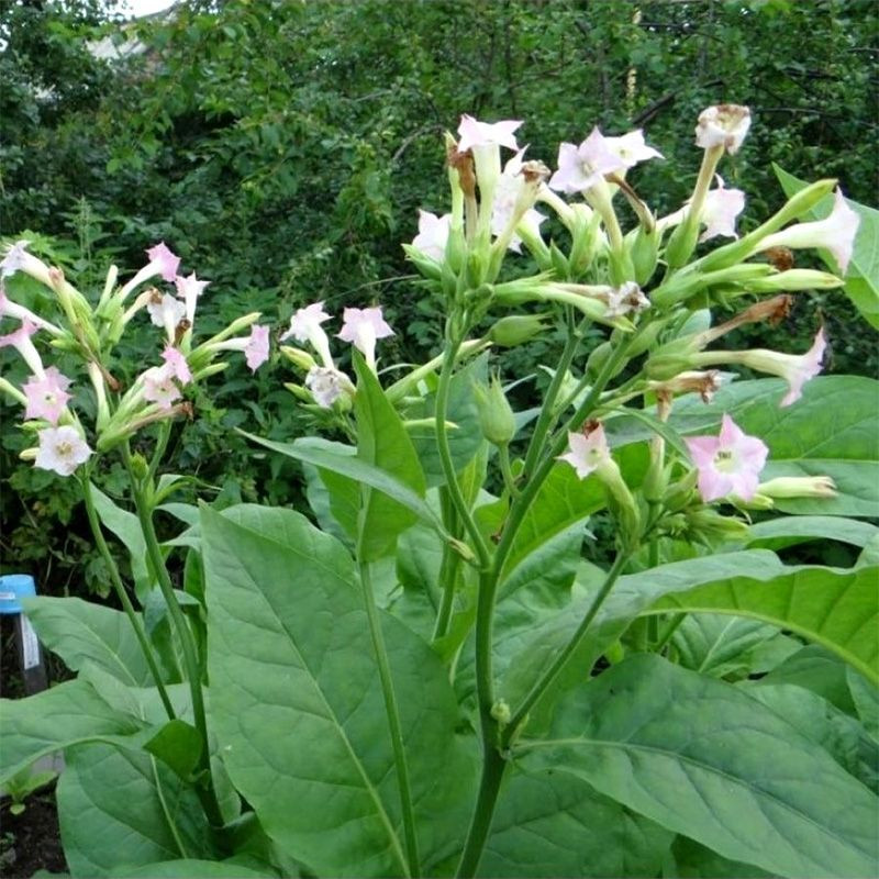 Tobacco seeds - Silk Leaf Virginia - 100
