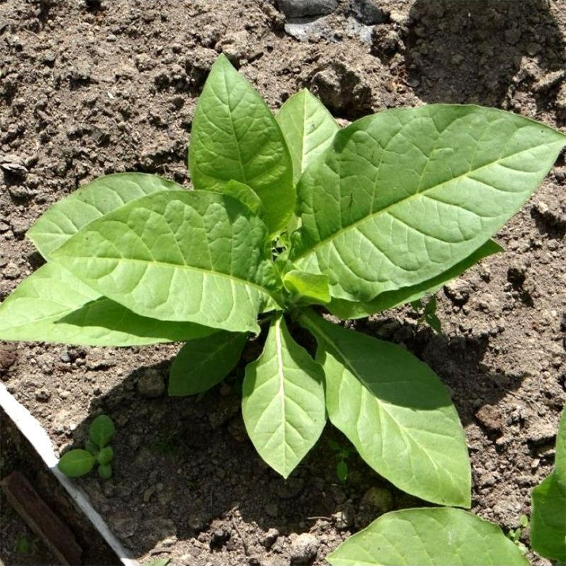 Tobacco seeds - Silk Leaf Virginia - 100
