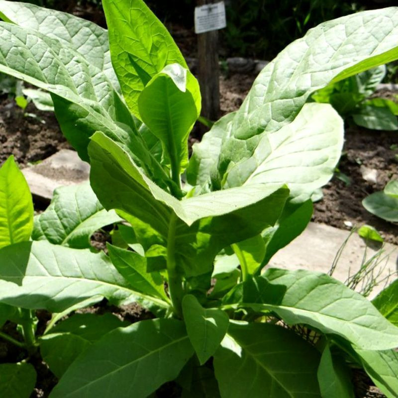Tobacco seeds - Silk Leaf Virginia - 100
