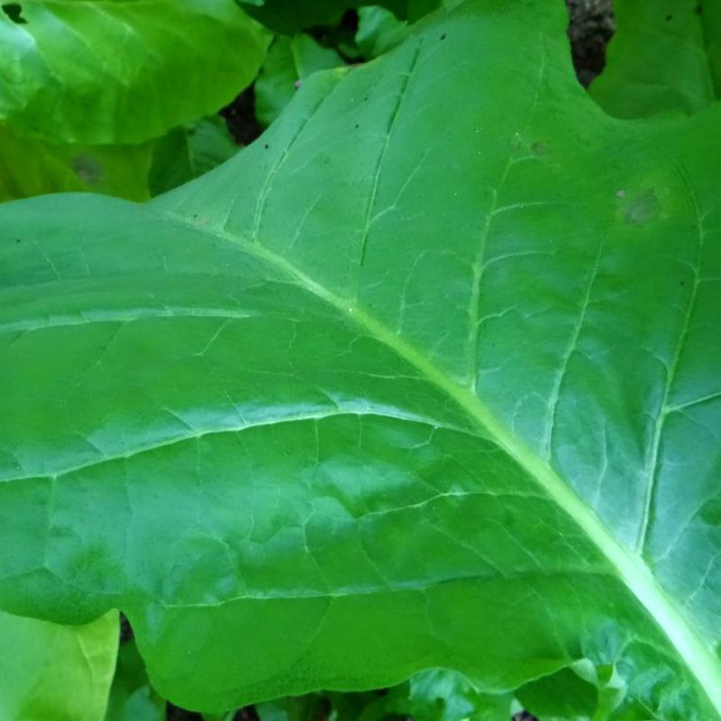 Tobacco seeds - Silk Leaf Virginia - 100
