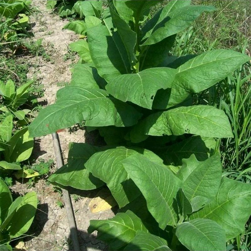 Tobacco seeds - Silk Leaf Virginia - 100