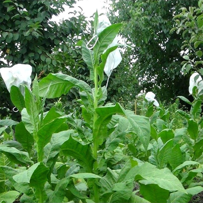 Tobacco seeds - Silk Leaf Virginia - 100