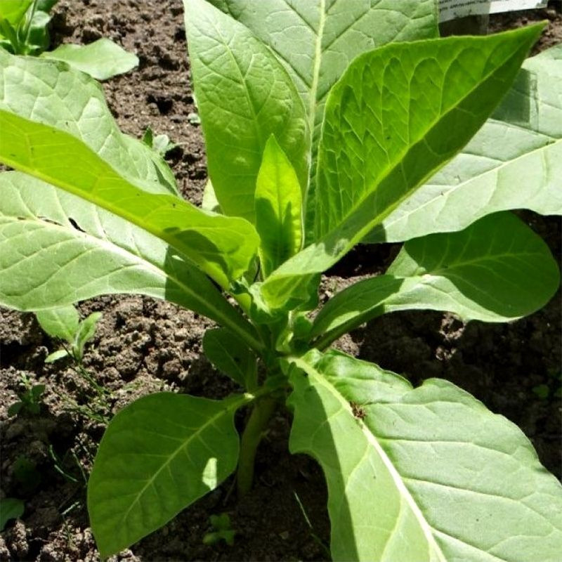 Tobacco seeds - Silk Leaf Virginia - 100