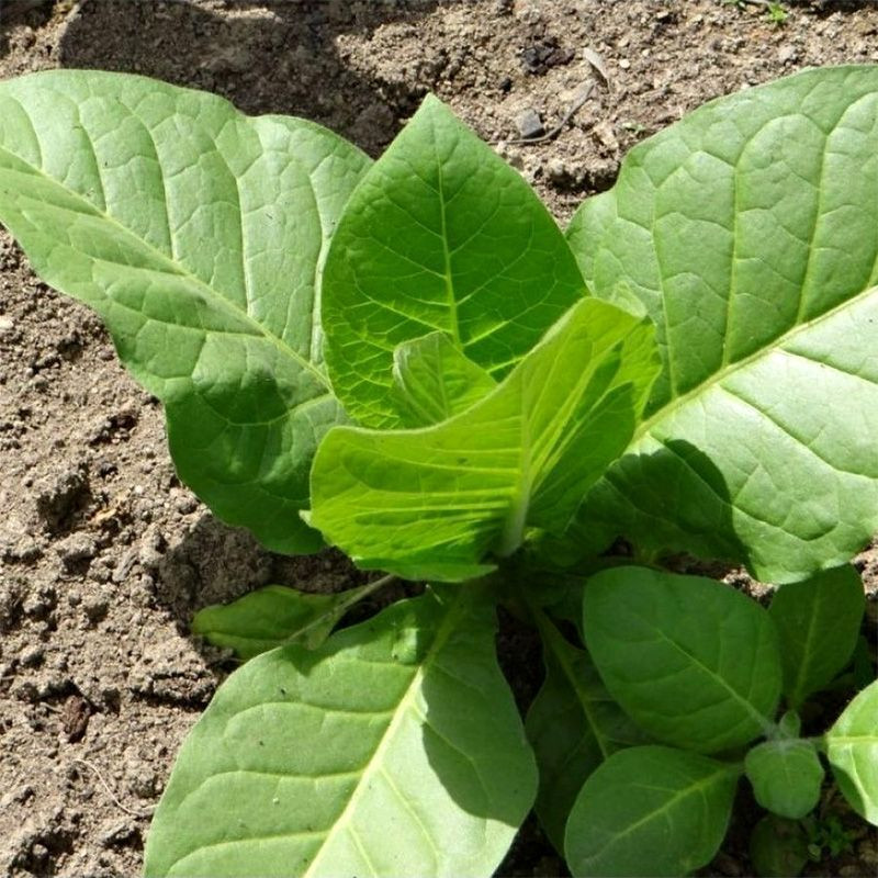 Tobacco seeds - Silk Leaf Virginia - 100